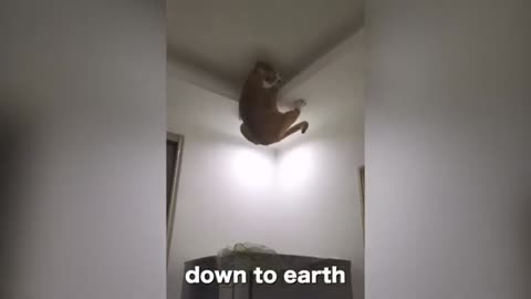 My cat really wants down on earth but really can't xD