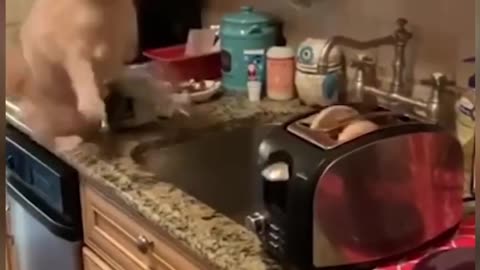 Toaster Popping Scares Cat