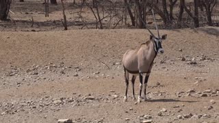 Female Pregnant Oryx Near Dry Land