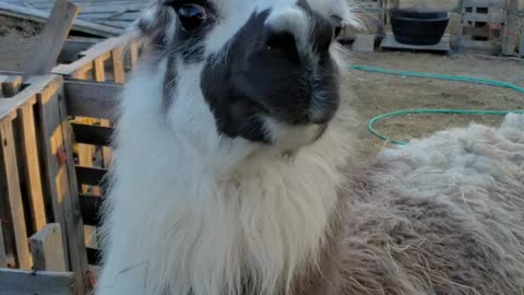 Bolt the Llama