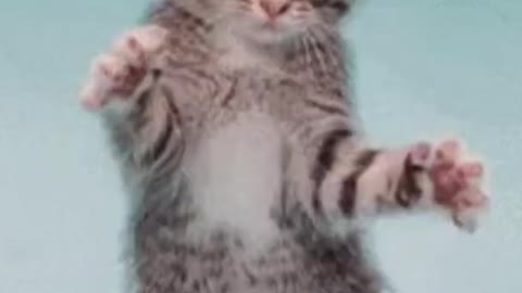 Cute cat video | Cat Funny Dance video