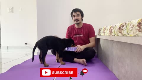 how to train your puppy