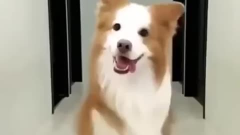 Funny dog