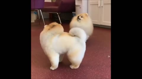 Fluffy Pomeranians Being CUTE // TRY NOT TO AWW!