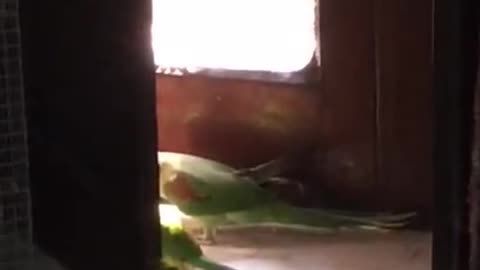 beautiful parrot playing with baby parrots