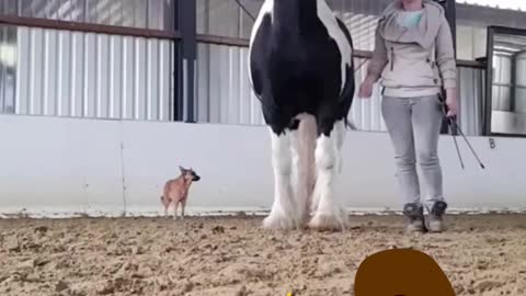 horse dancing with his caretaker