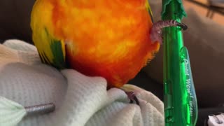 Parrot won't return his mom's pen