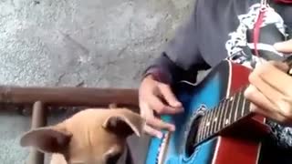 Funny Dog Singing with Guitar
