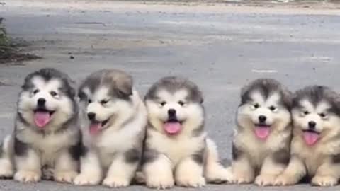 Cute And Lovley Dogs Funny Video