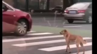 Cute dog is scared to cross the road
