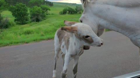 Wild Horse in Custer state park