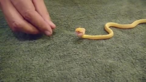 Tiny snake eats egg - wow