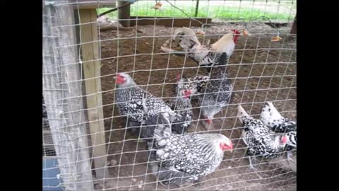 Chicken Coop