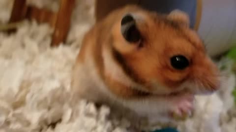 Hamster Eats a Banana Chip