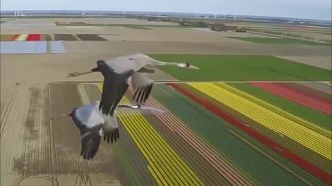 Flying Cranes Amazing Video of How Birds Flying [Free Stock Video Footage Clips]