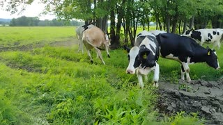 Farming Reality '22 - moving cows to new pasture