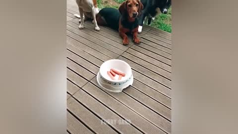Dogs reaction to cutting the cake