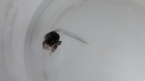 Funny Mouse in swimming pool