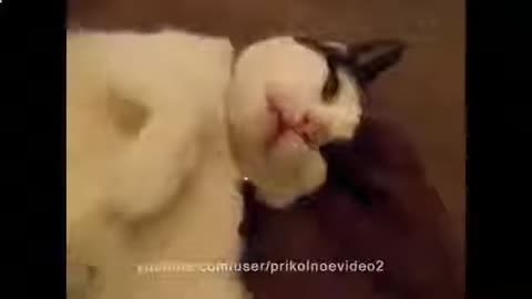 Funny animals