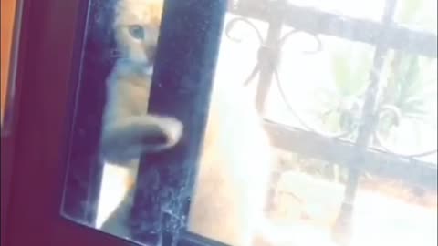 smart cat opening the window, watch how will she do it !!!
