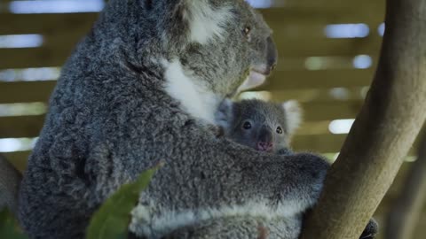 Most precious Koala Joey moments ever! -5