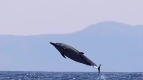 The dolphin jumps high in the air and it's amazing