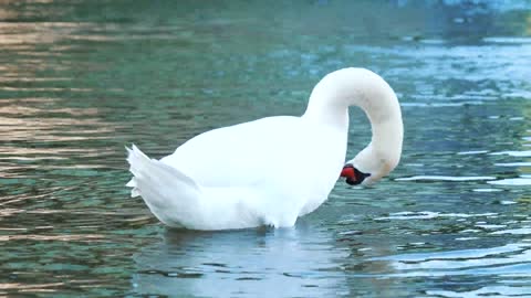 black-swans-birds-swans-black