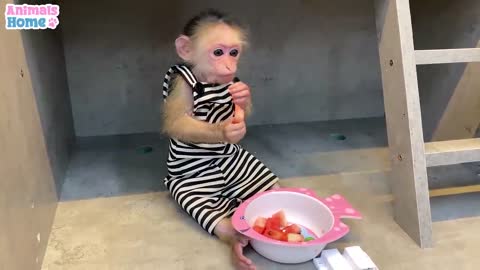 Baby monkey steals duckling s watermelon than