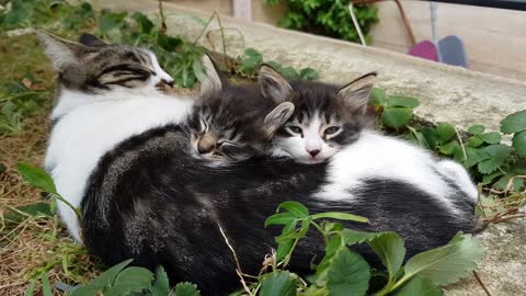 Sleepy Cute Cats