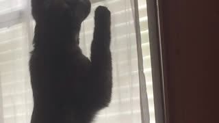 Cat on window scared by bee