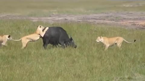Unbelievable Encounter: Inexperienced Lion Ambushed by Wild Buffalo in Shocking Attack!"