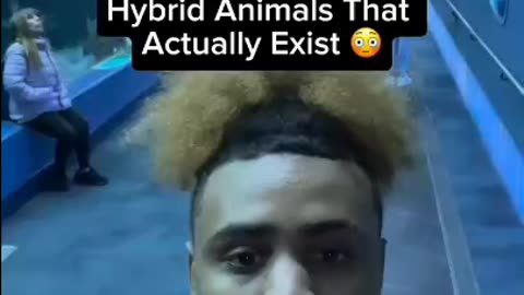 Hybrid Animals that exist