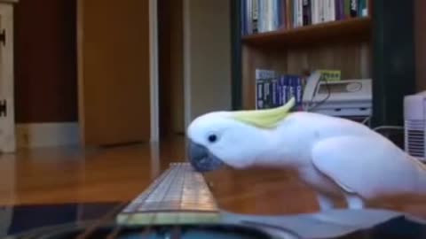 WOW Guitar Playing parrot funny pet bird | part- 2