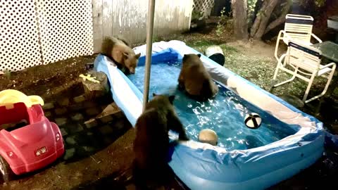 Bear family has late night pool party