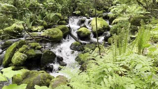 The Road Not Taken..... – Dry Creek Falls via Pacific Crest Trail – Columbia River Gorge – 4K