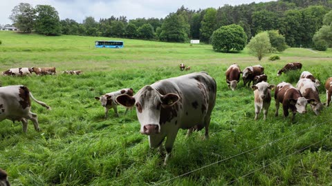 German cows saying hi!