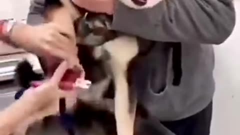 Canine in cat 🐈 😻 dog 🐕 ♥️ shock