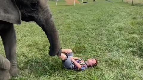 Elephants that are friendly with small children
