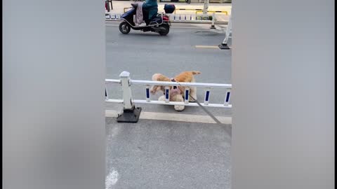 A dog stuck in a guardrail