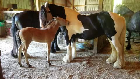 Adorable foal grooming his cousin
