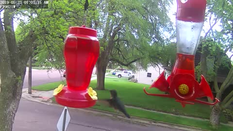 My Hummingbird Feeders