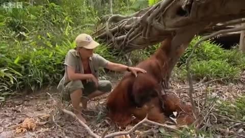 Annual Holiday | Orangutan Diary | BBC Earth