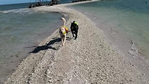 Salty dogs at coon key