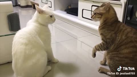 Funny cats talking.
