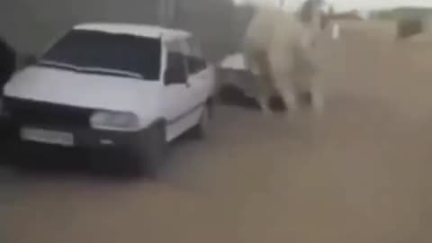 Chased By Camel