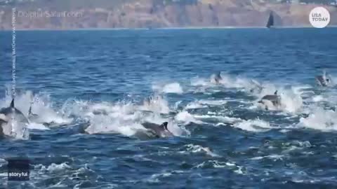 Large dolphin pod rides alongside boaters off California coast | U