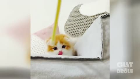 Vidéo De Chat À Mourir De Rire