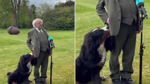 President Higgins’ puppy tries to get his attention during TV interview