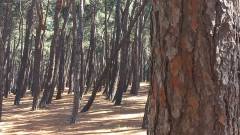 Many trees in the forest with birdsong