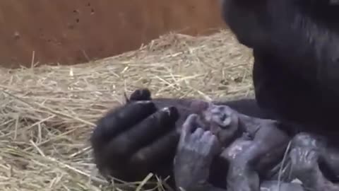 Birth of Gorilla caught on camera